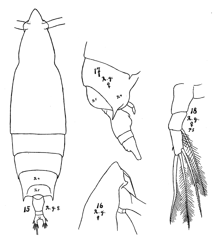 Species Rhincalanus gigas - Plate 7 of morphological figures