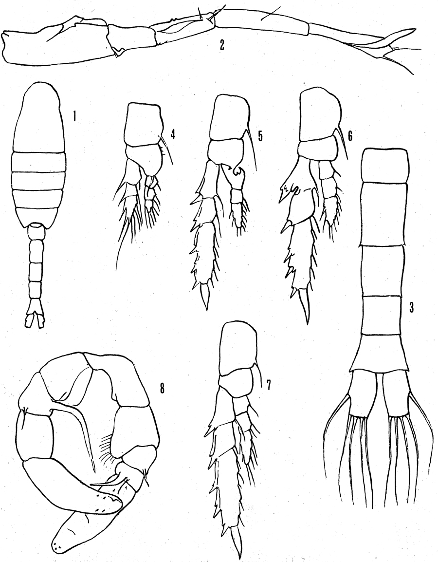 Espce Metridia calypsoi - Planche 1 de figures morphologiques