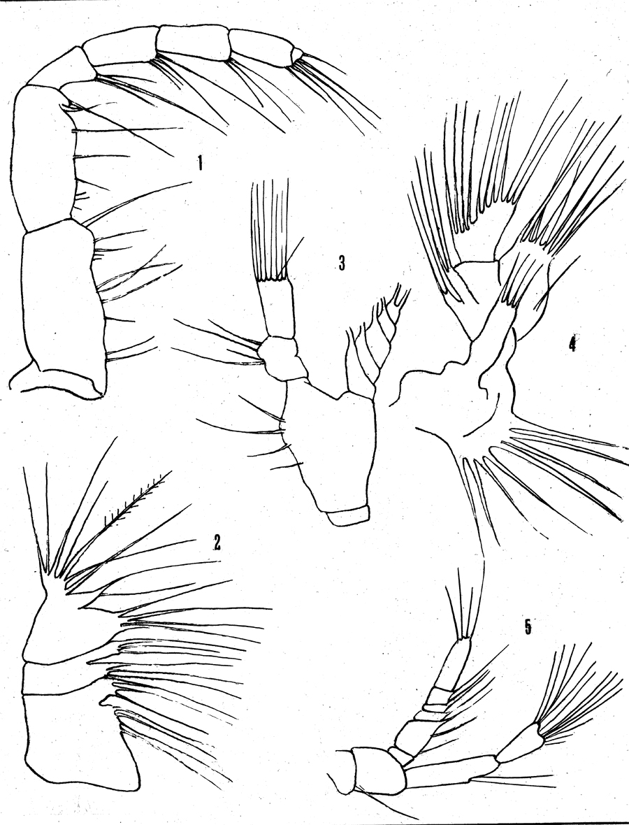 Species Metridia calypsoi - Plate 2 of morphological figures