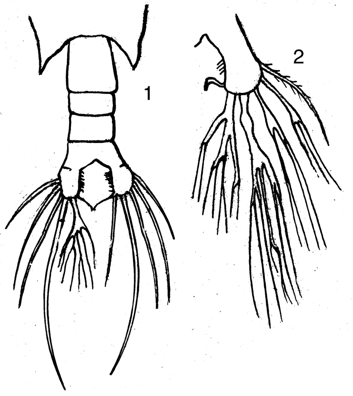 Species Undinula vulgaris - Plate 14 of morphological figures