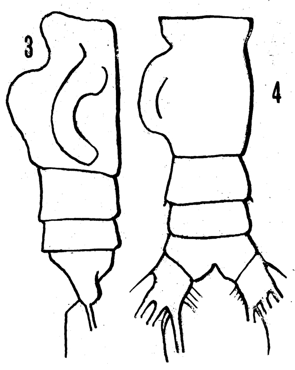 Species Euchirella pulchra - Plate 12 of morphological figures