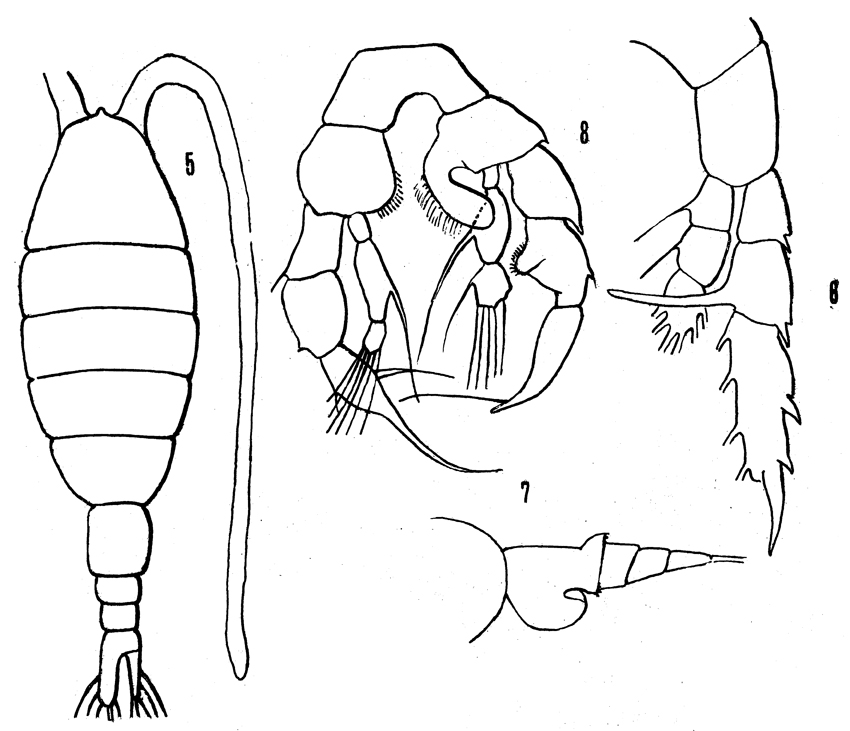 Species Heterorhabdus profundus - Plate 2 of morphological figures