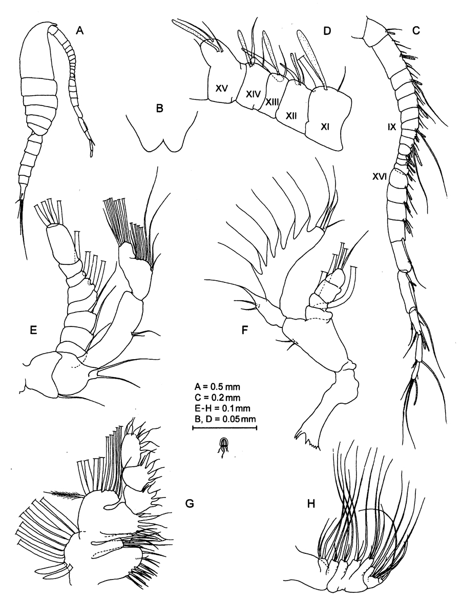 Espce Stargatia palmeri - Planche 1 de figures morphologiques
