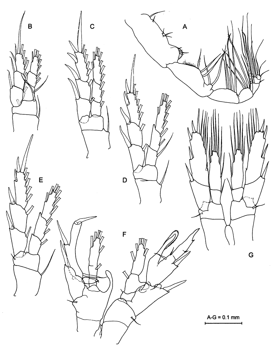 Species Stargatia palmeri - Plate 3 of morphological figures