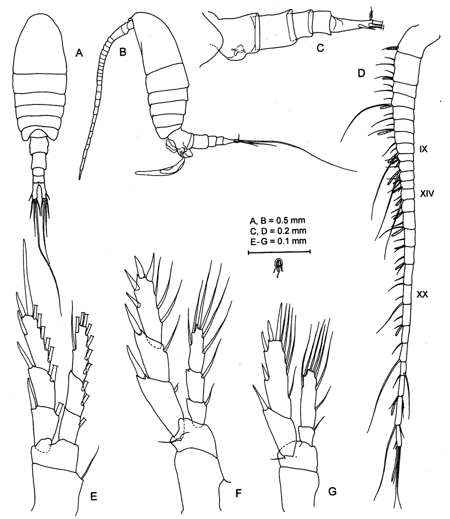 Espce Stargatia palmeri - Planche 4 de figures morphologiques