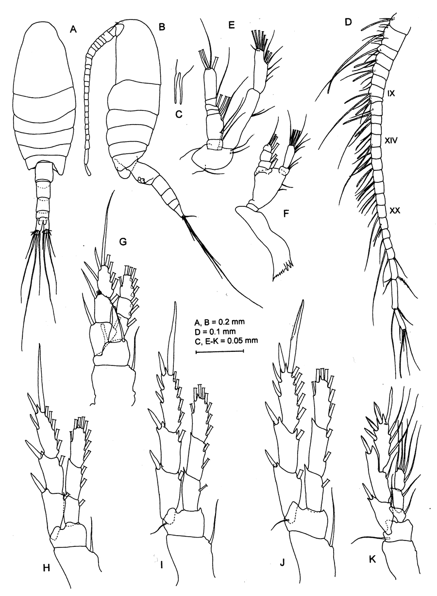 Species Robpalmeria asymmetrica - Plate 1 of morphological figures