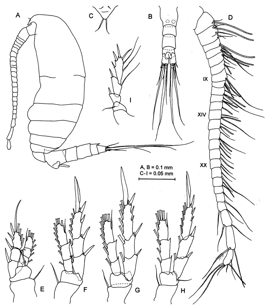 Species Normancavia minuta - Plate 1 of morphological figures