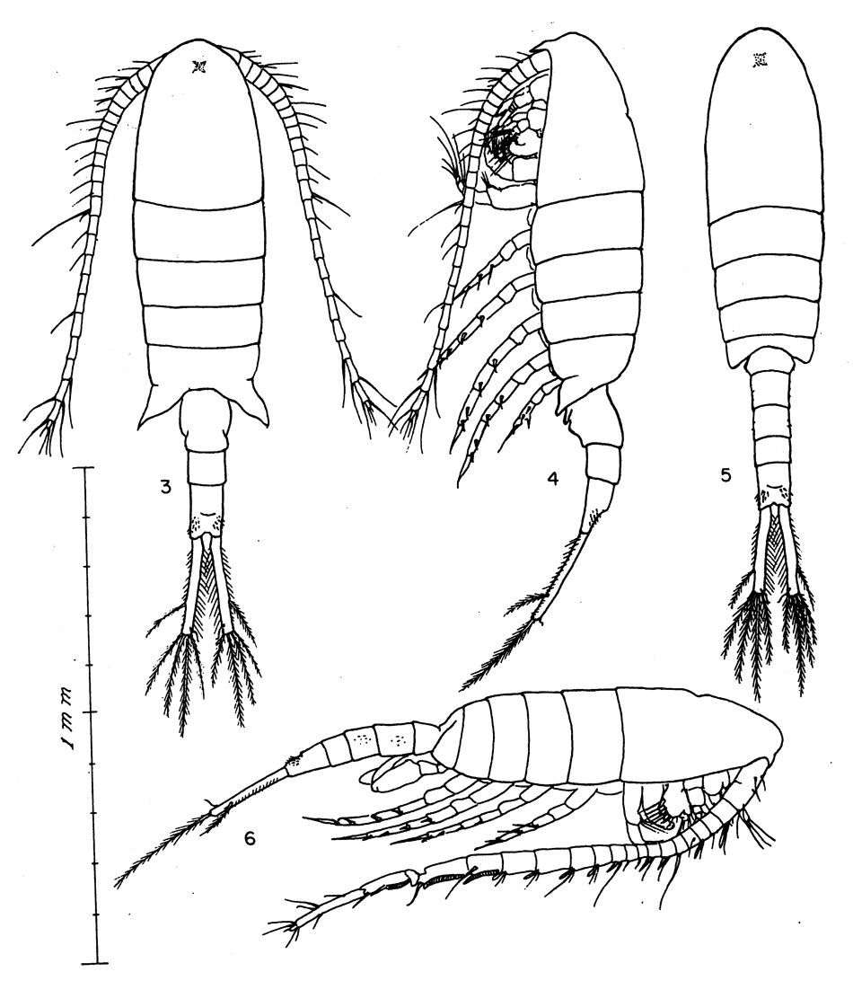 Species Eurytemora foveola - Plate 2 of morphological figures