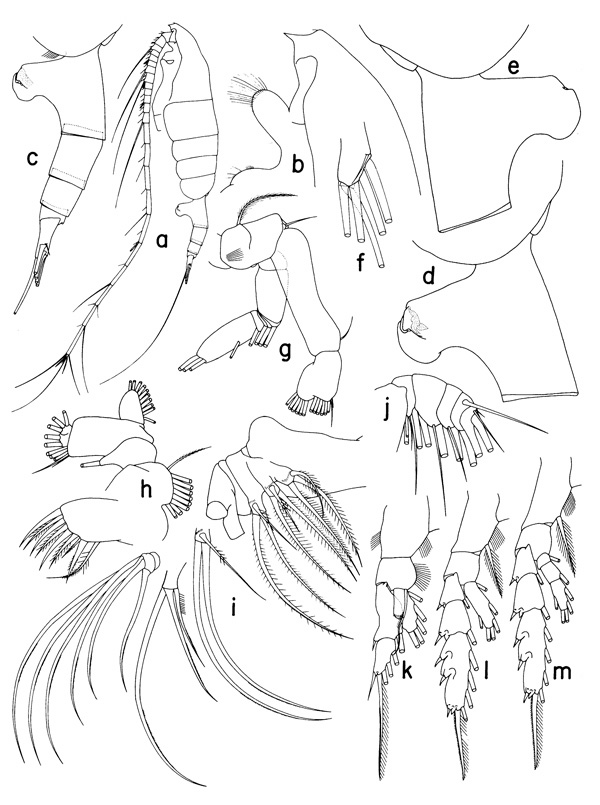 Espce Paraeuchaeta grandiremis - Planche 1 de figures morphologiques