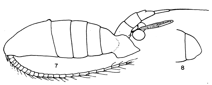Species Eurytemora pacifica - Plate 4 of morphological figures