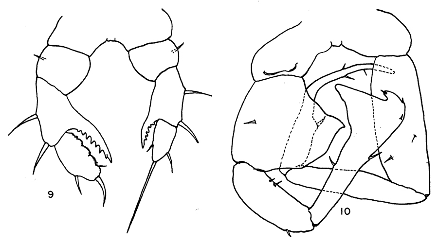 Species Eurytemora pacifica - Plate 5 of morphological figures