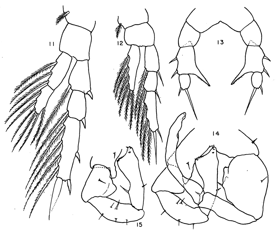 Espce Eurytemora foveola - Planche 3 de figures morphologiques