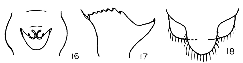 Espce Eurytemora foveola - Planche 4 de figures morphologiques