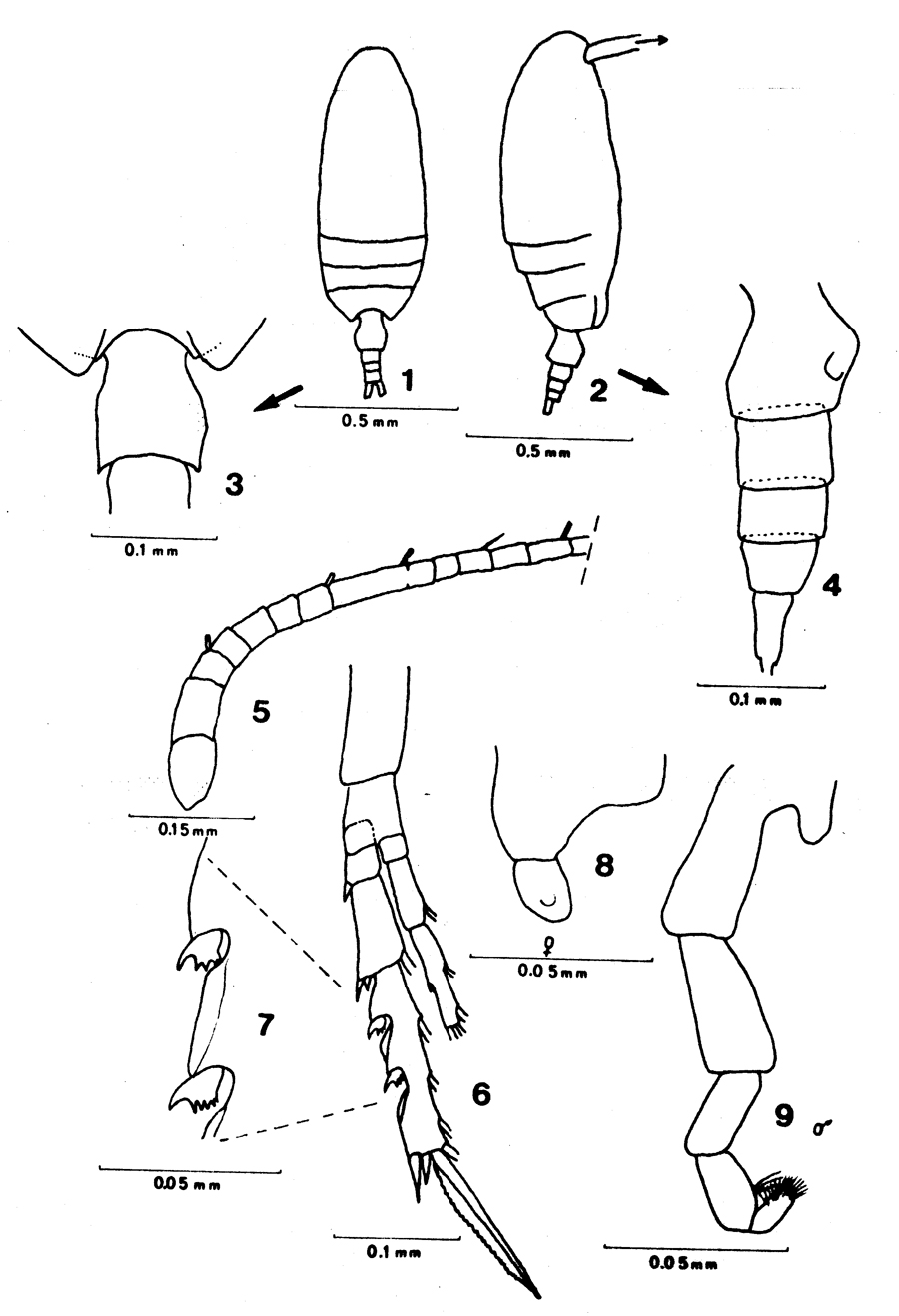 Species Ctenocalanus campaneri - Plate 1 of morphological figures