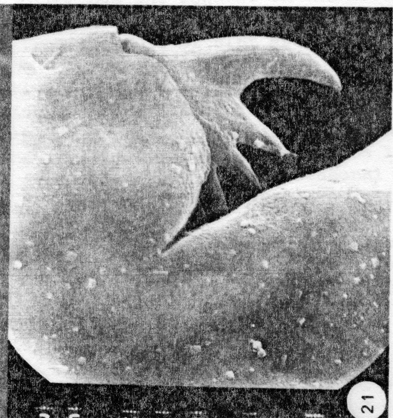 Espèce Ctenocalanus tageae - Planche 2 de figures morphologiques
