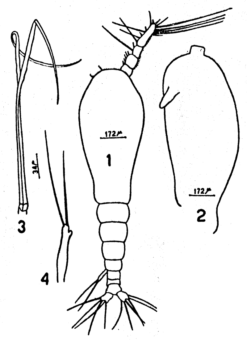 Espce Maemonstrilla longipes - Planche 1 de figures morphologiques