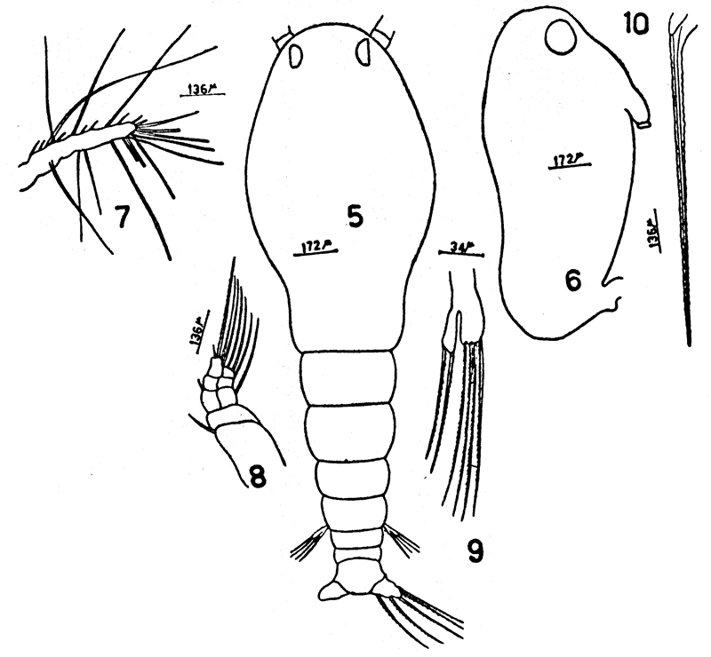 Espèce Monstrilla gohari - Planche 1 de figures morphologiques