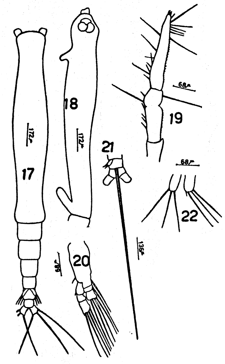 Espèce Cymbasoma reticulatum - Planche 5 de figures morphologiques