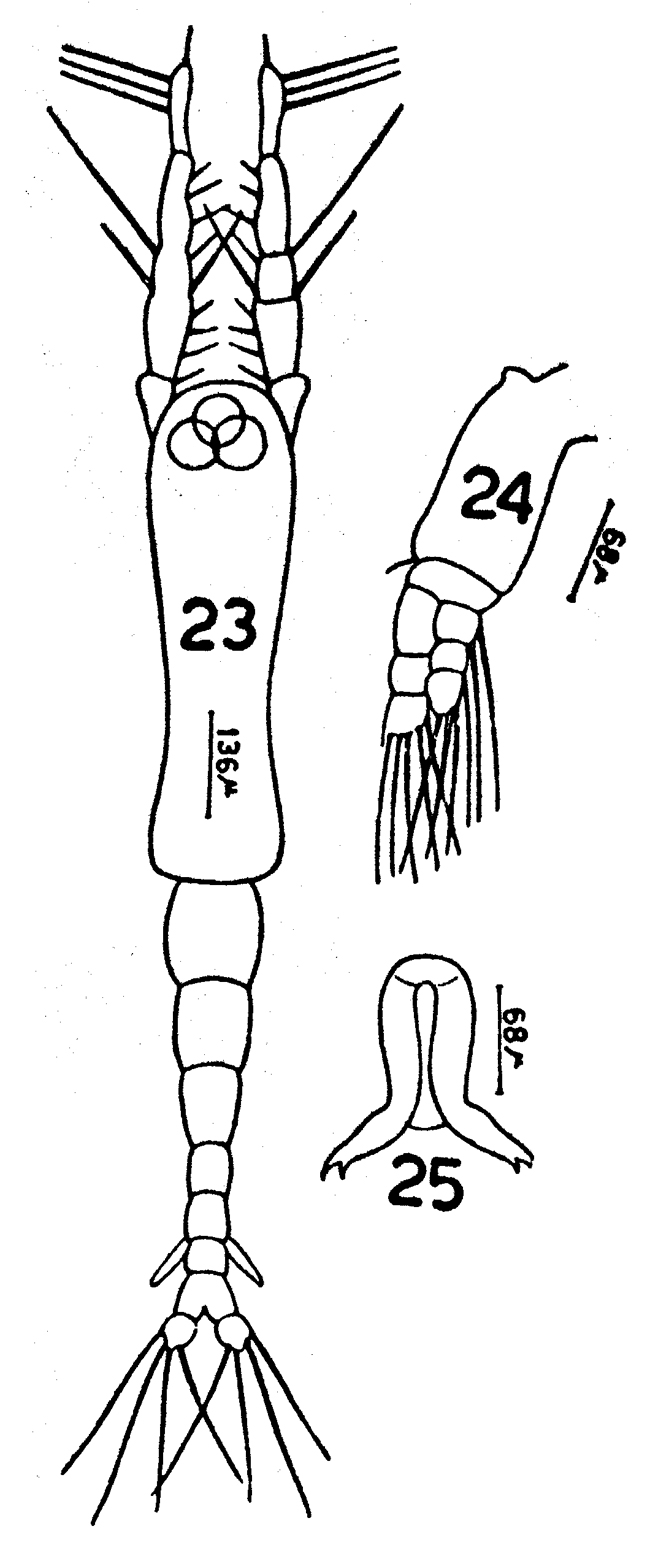 Espèce Cymbasoma ghardaqana - Planche 1 de figures morphologiques