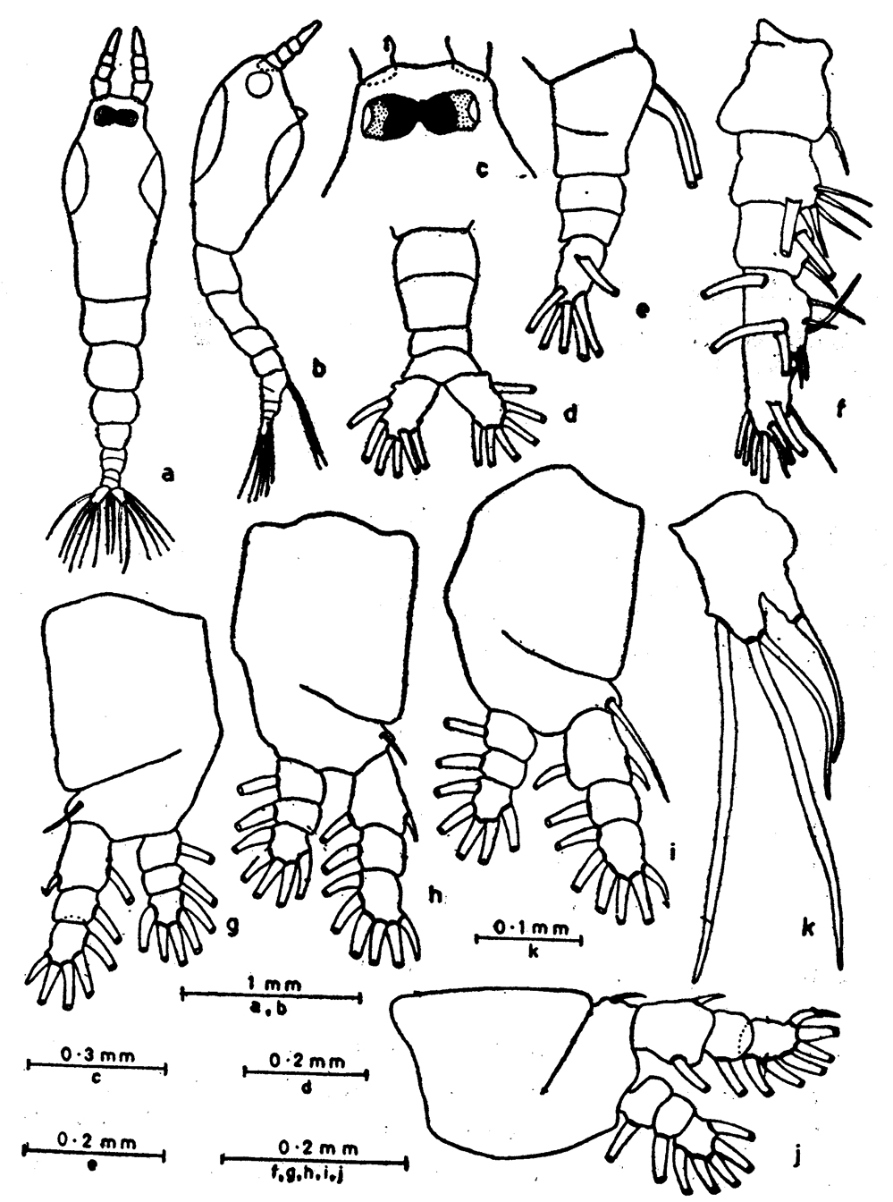 Espèce Maemonstrilla turgida - Planche 1 de figures morphologiques
