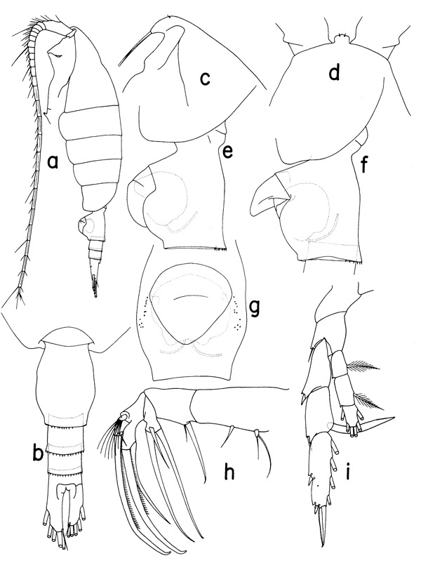 Species Heterorhabdus confusibilis - Plate 1 of morphological figures