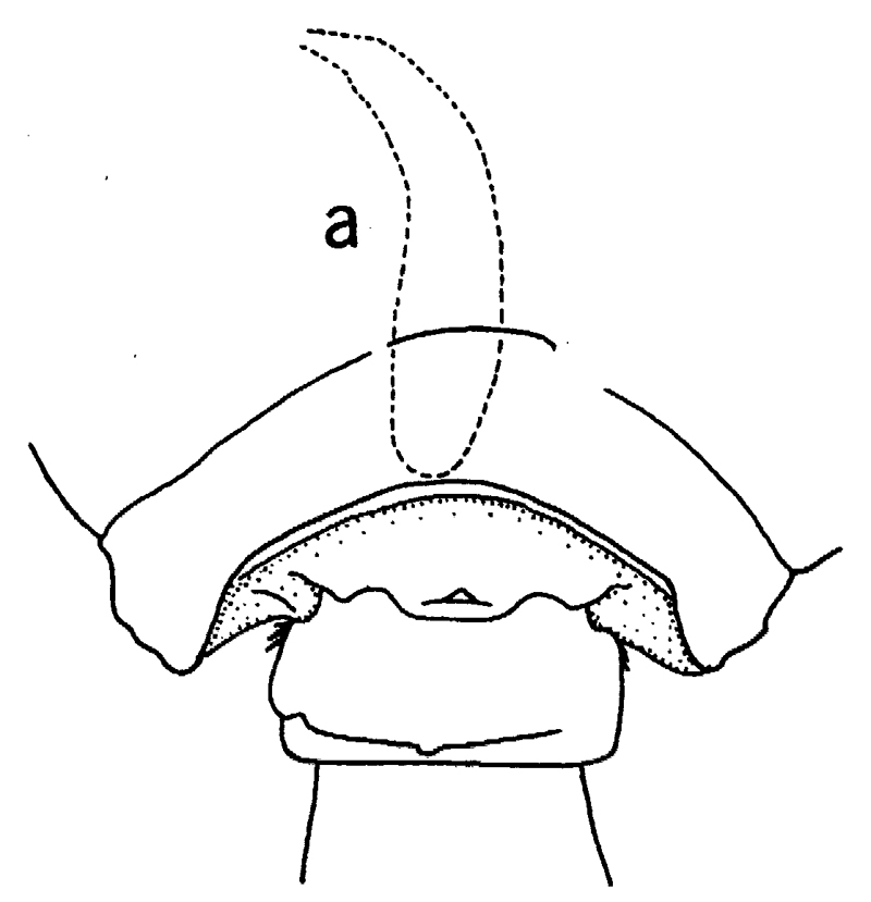 Species Paracalanus quasimodo - Plate 4 of morphological figures