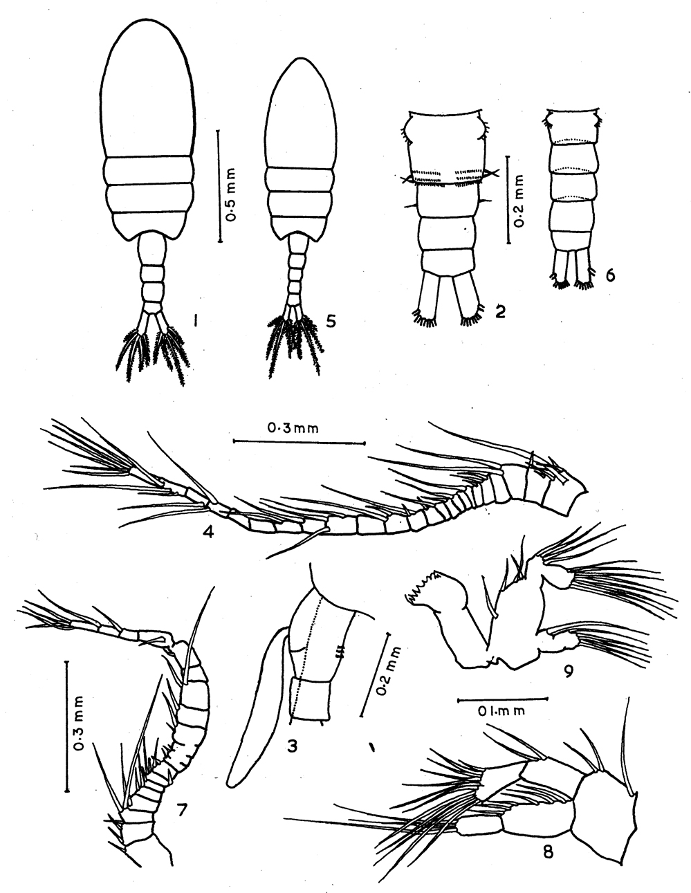 Espèce Archidiaptomus aroorus - Planche 1 de figures morphologiques
