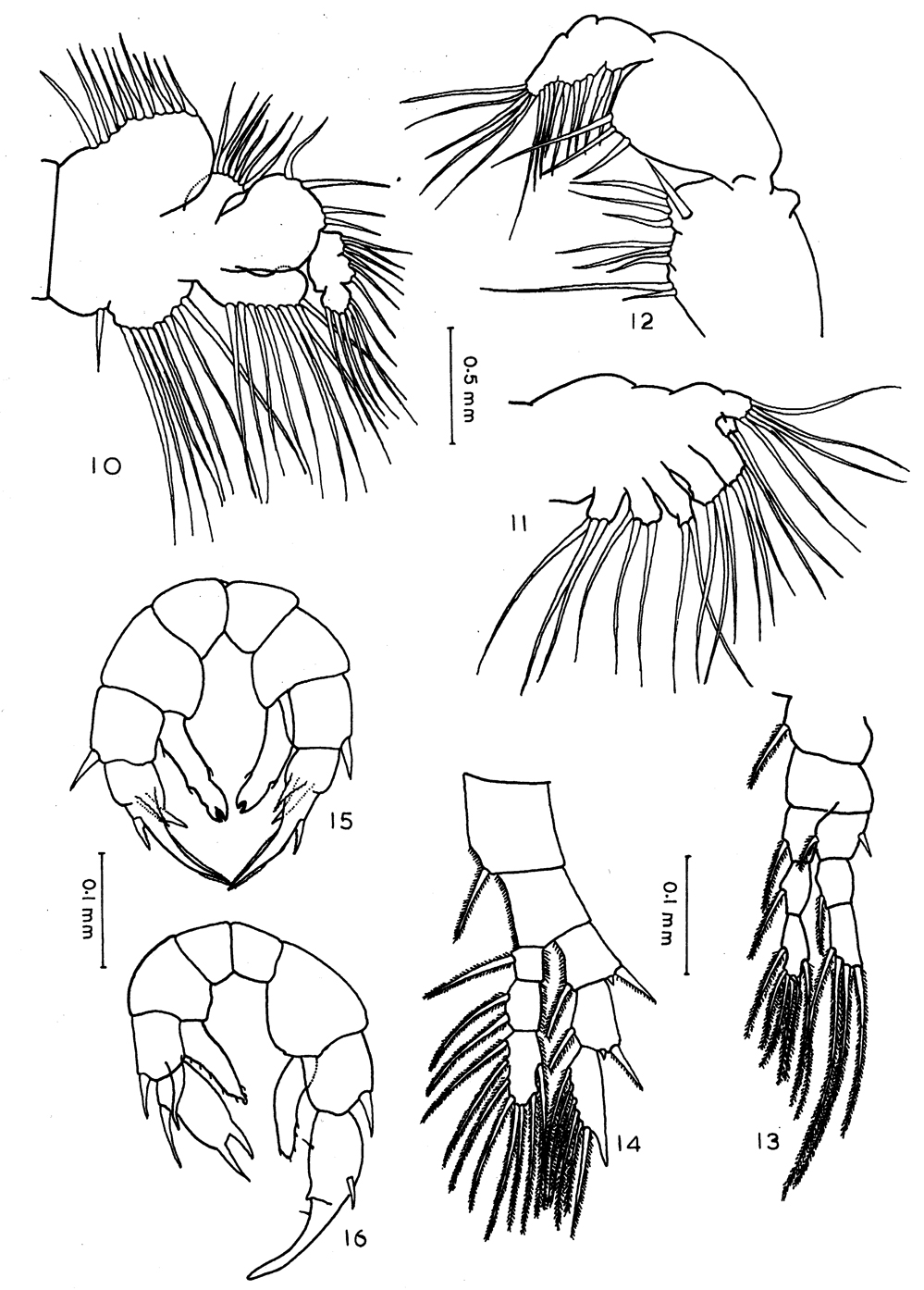 Espèce Archidiaptomus aroorus - Planche 2 de figures morphologiques