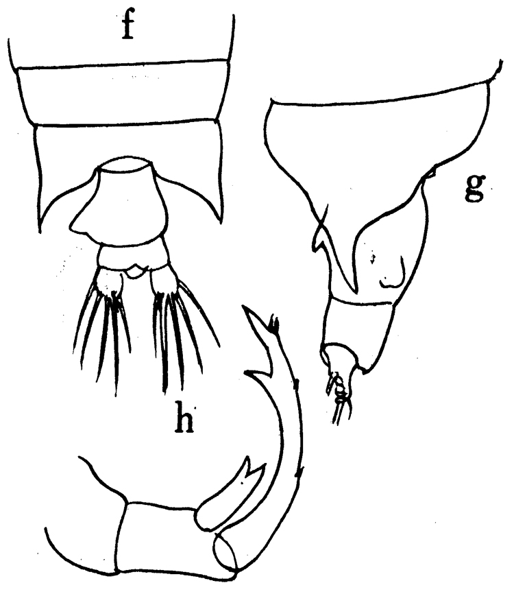 Species Pontellopsis regalis - Plate 12 of morphological figures