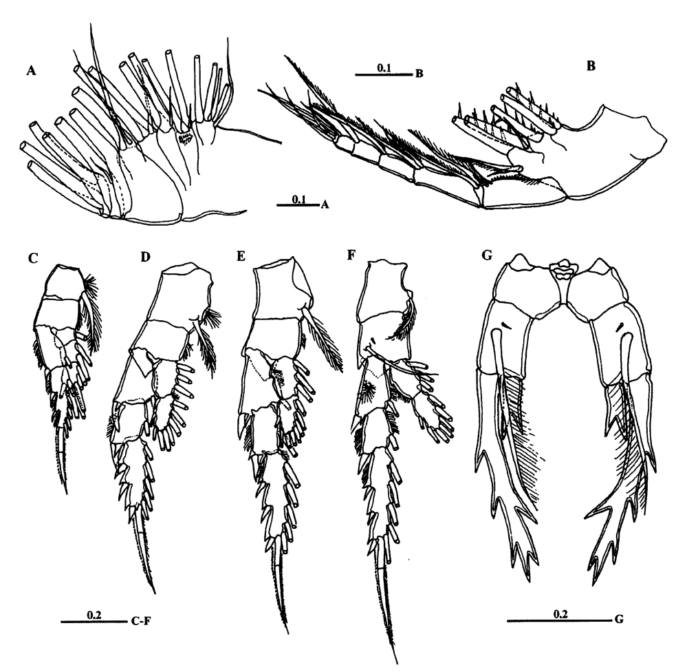 Espèce Pontella karachiensis - Planche 2 de figures morphologiques