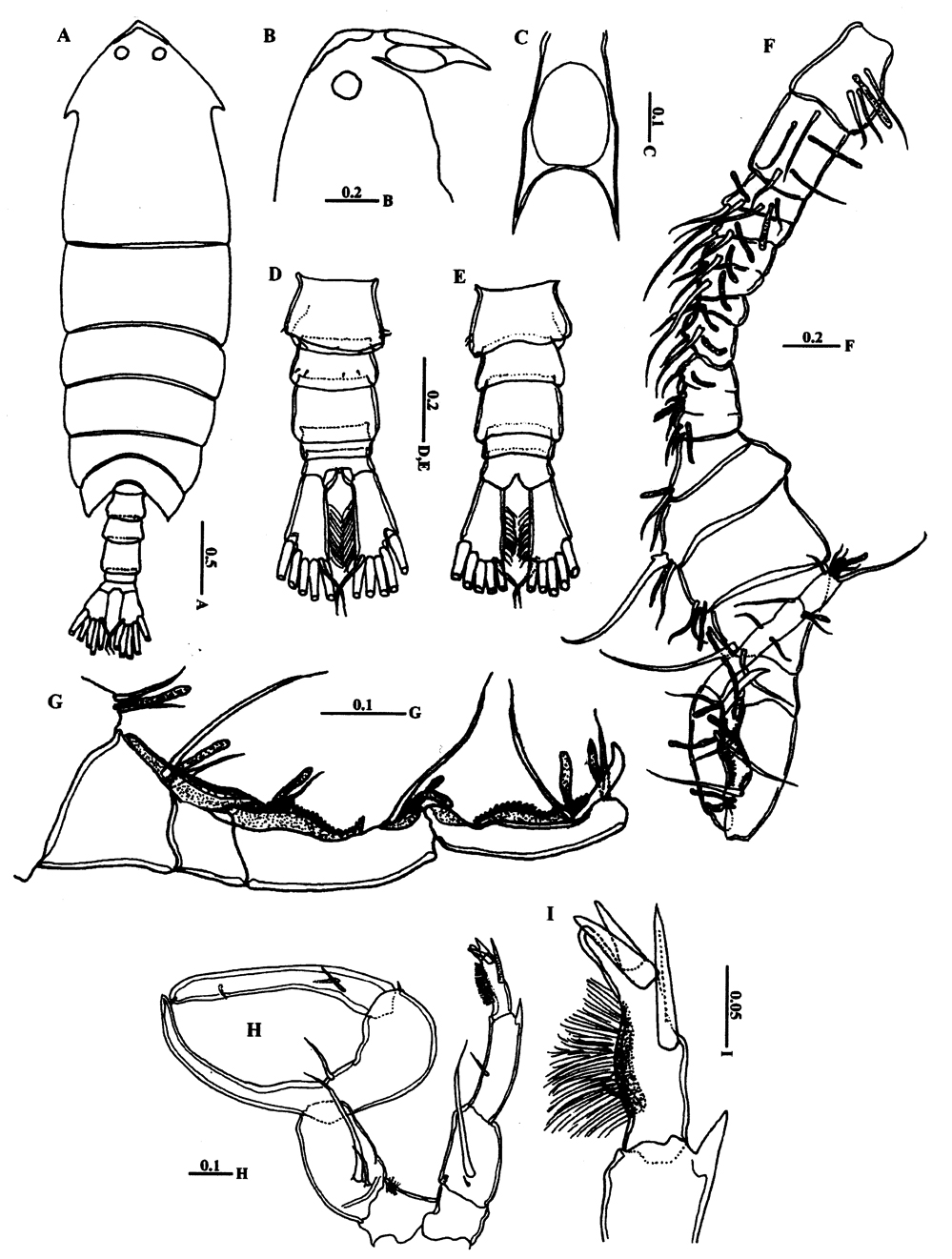 Espèce Pontella karachiensis - Planche 5 de figures morphologiques