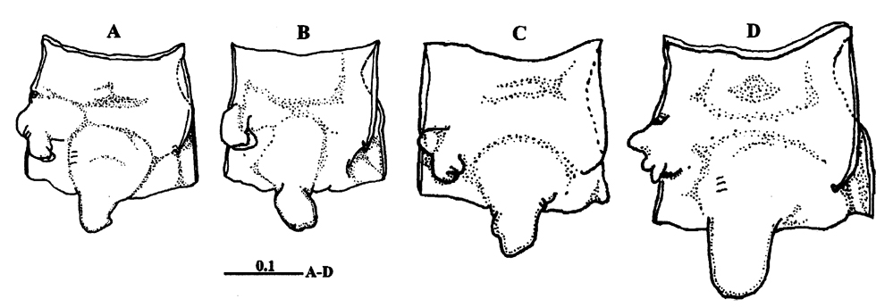 Espèce Pontella karachiensis - Planche 3 de figures morphologiques