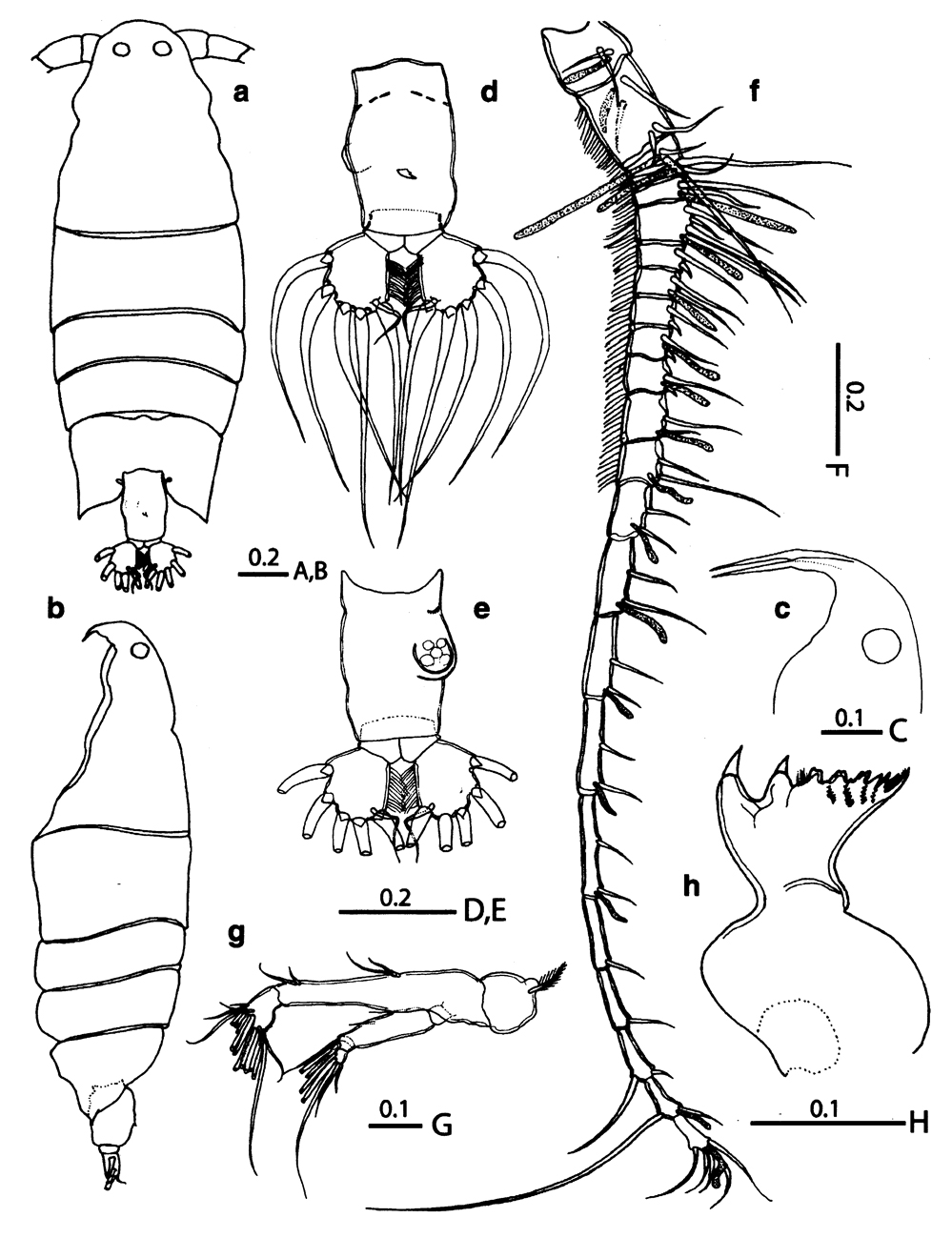 Espèce Labidocera boxshalli - Planche 1 de figures morphologiques