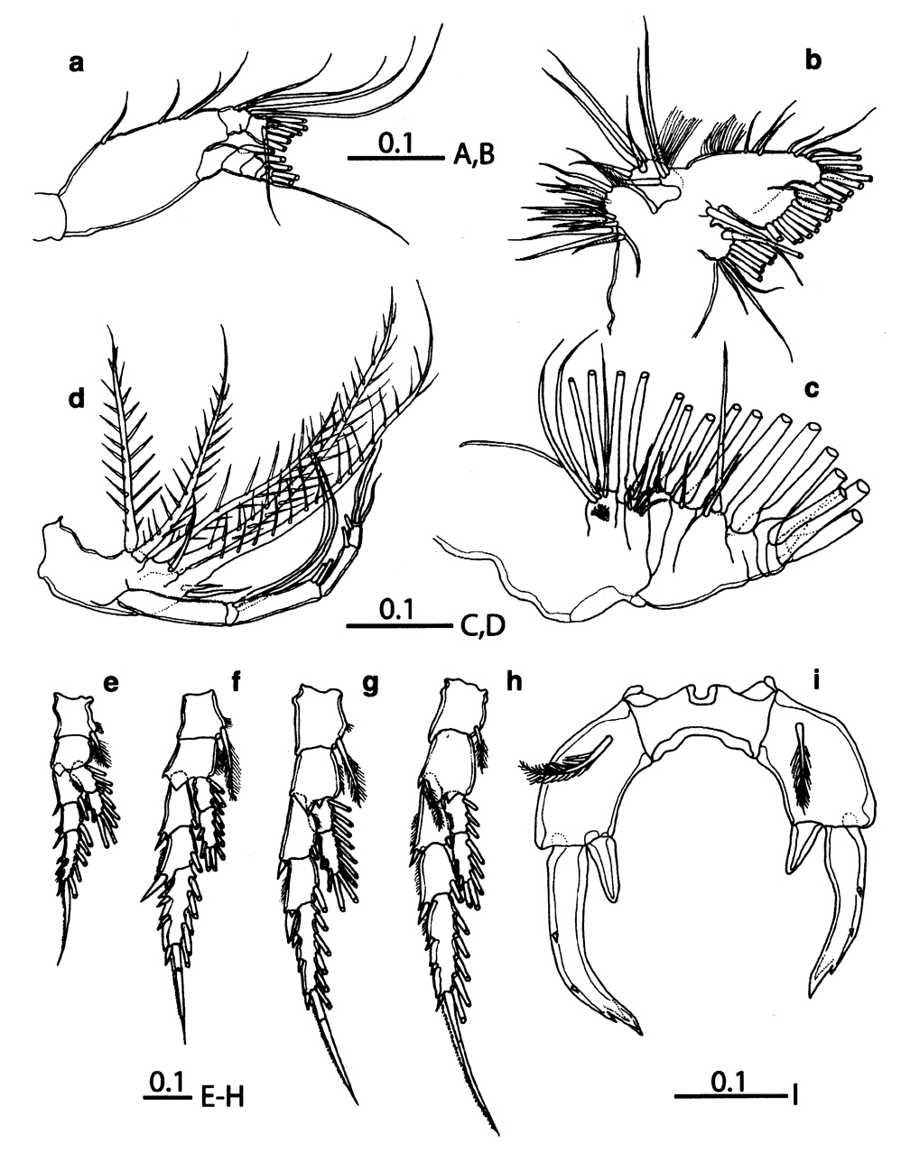 Espèce Labidocera boxshalli - Planche 2 de figures morphologiques