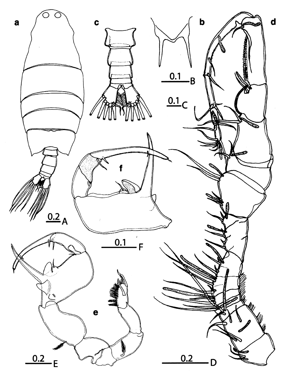 Espèce Labidocera boxshalli - Planche 5 de figures morphologiques