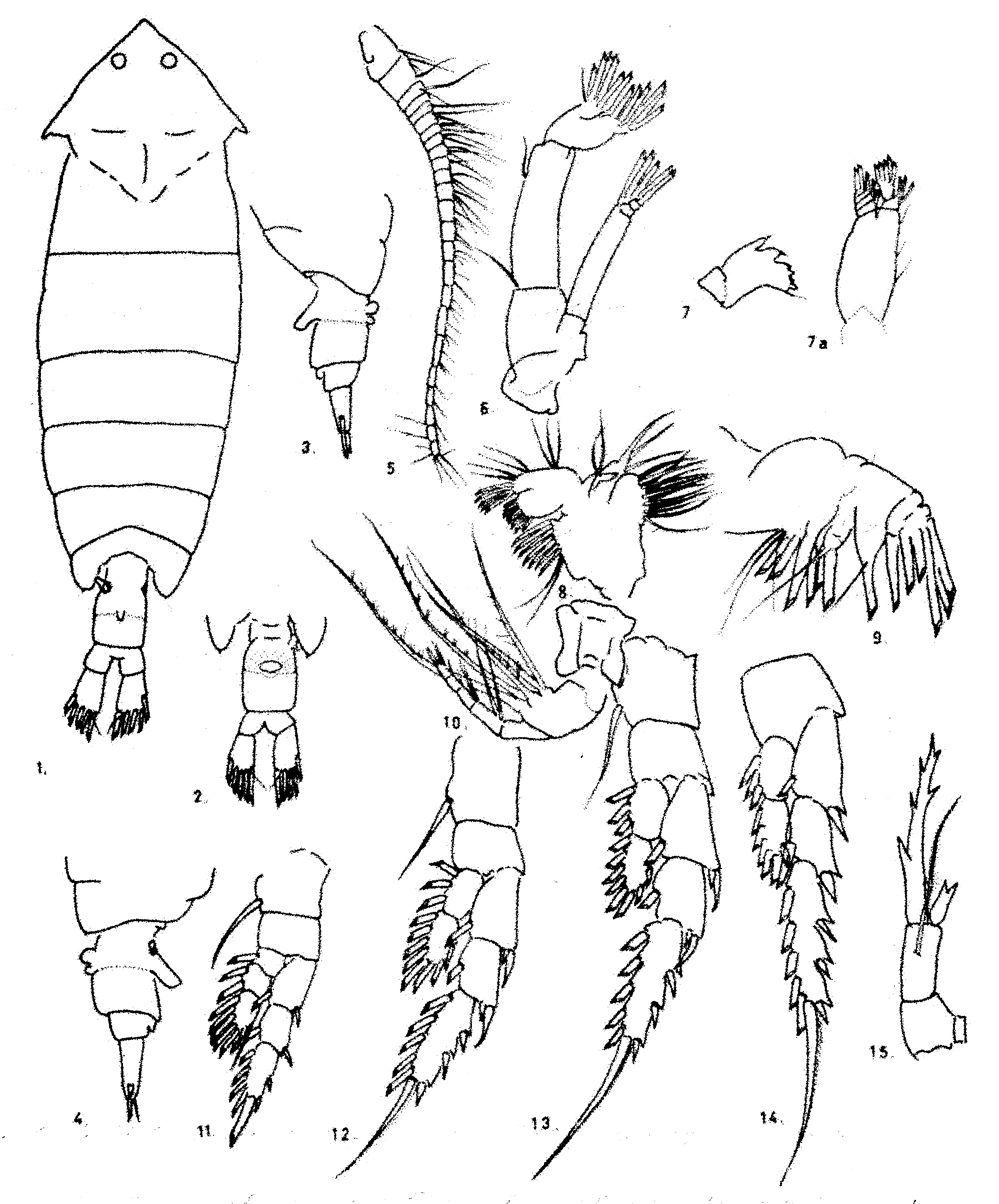 Espèce Pontella karachiensis - Planche 6 de figures morphologiques