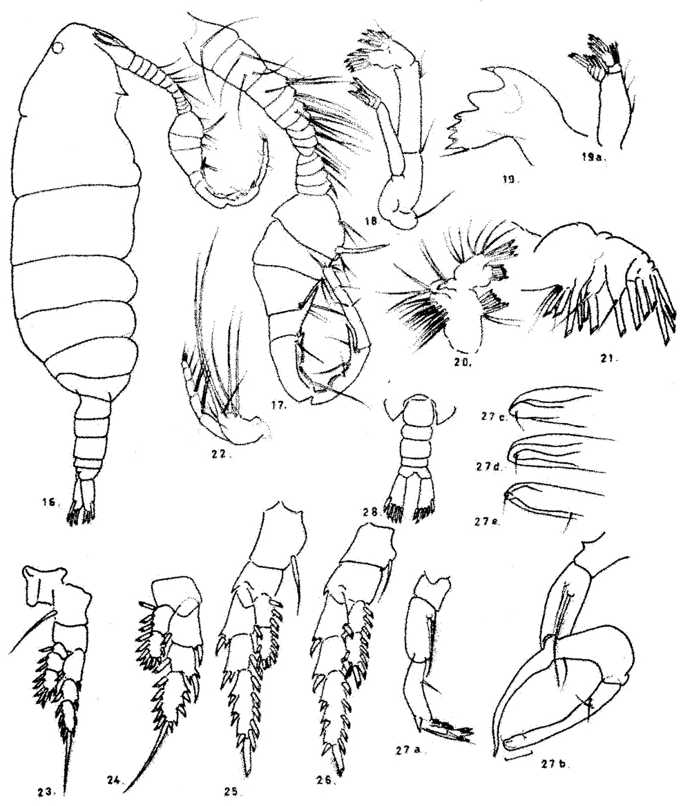 Espèce Pontella karachiensis - Planche 7 de figures morphologiques