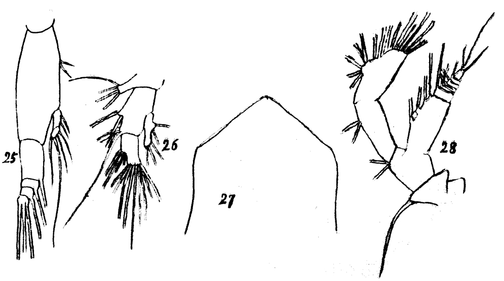 Espèce Subeucalanus subtenuis - Planche 11 de figures morphologiques