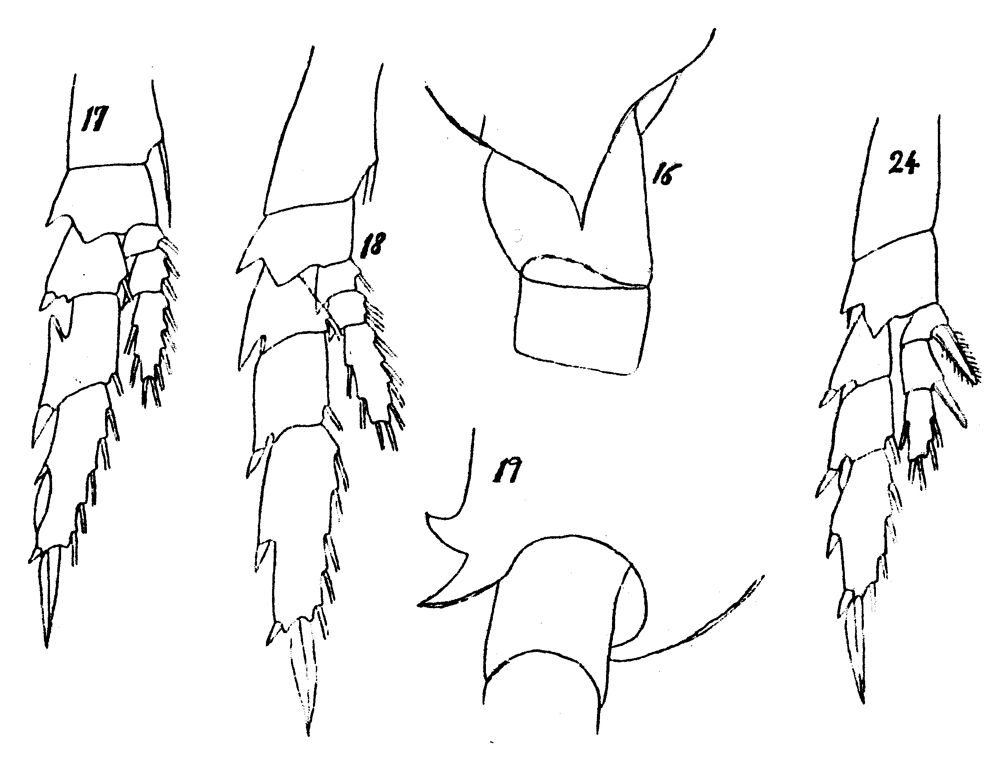 Espèce Undinula vulgaris - Planche 15 de figures morphologiques