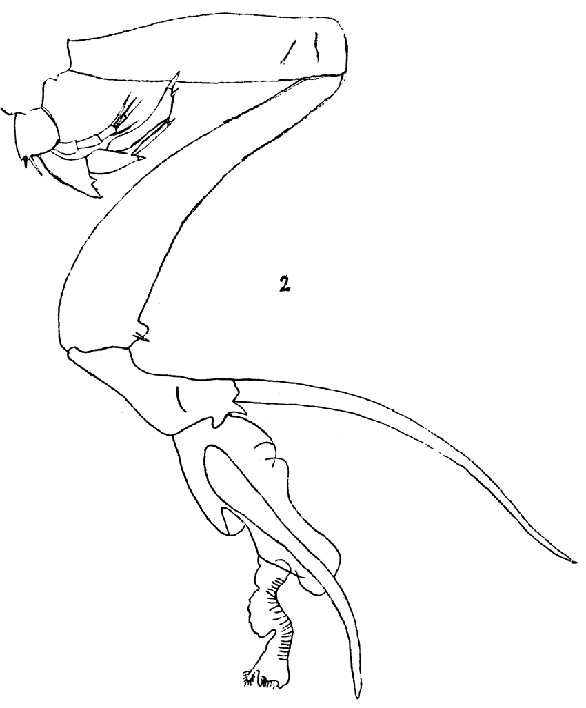 Espèce Undinula vulgaris - Planche 16 de figures morphologiques