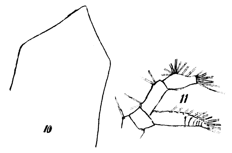 Espce Subeucalanus mucronatus - Planche 7 de figures morphologiques