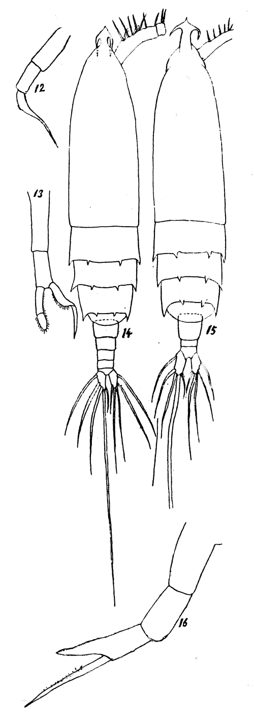 Espce Rhincalanus rostrifrons - Planche 3 de figures morphologiques