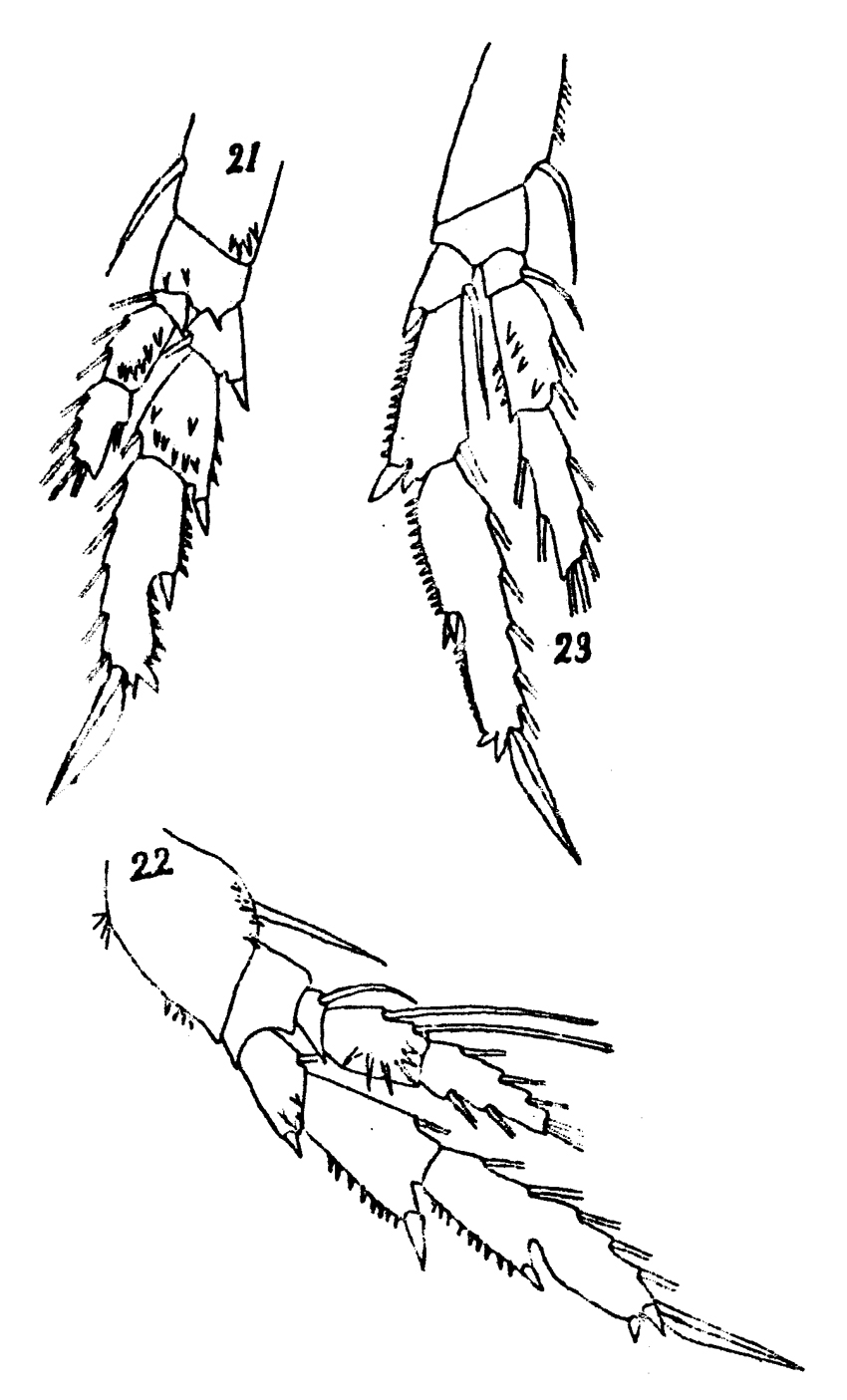 Espèce Acrocalanus longicornis - Planche 11 de figures morphologiques