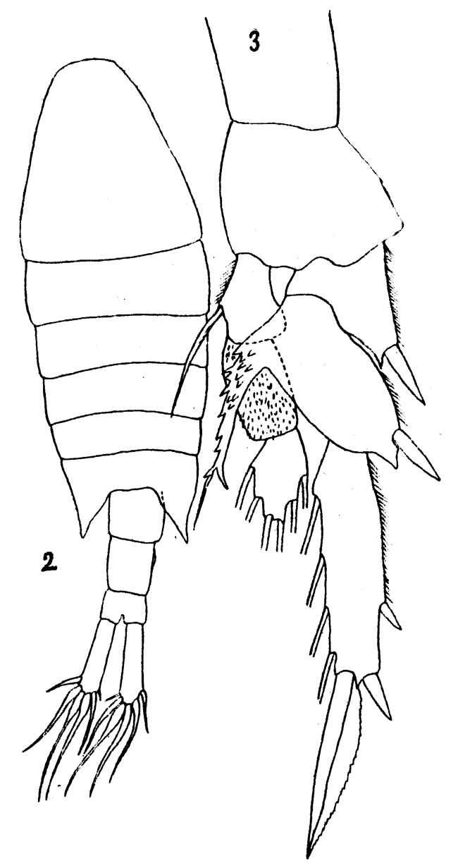 Species Centropages orsinii - Plate 5 of morphological figures