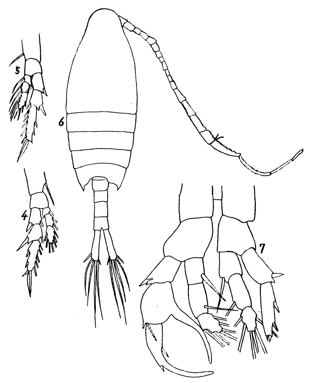 Species Centropages kroyeri - Plate 3 of morphological figures