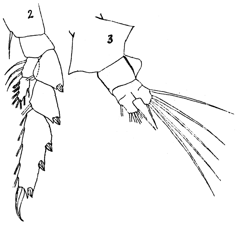 Espèce Candacia bipinnata - Planche 17 de figures morphologiques