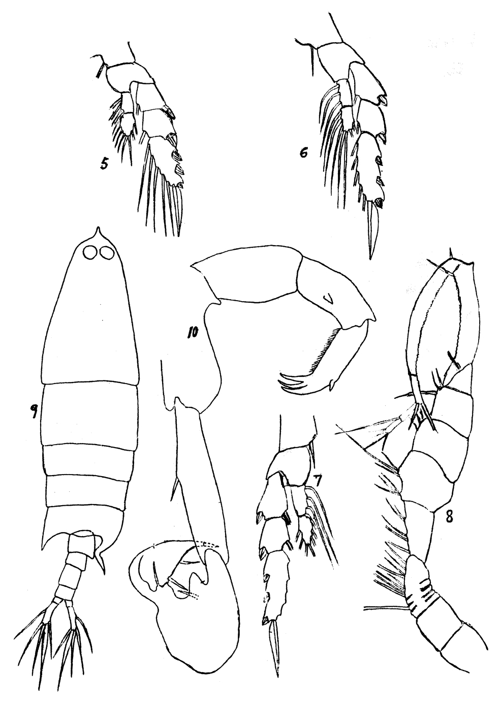 Species Labidocera acuta - Plate 13 of morphological figures