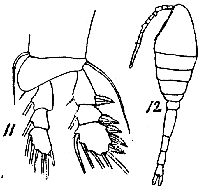 Species Oithona nana - Plate 12 of morphological figures