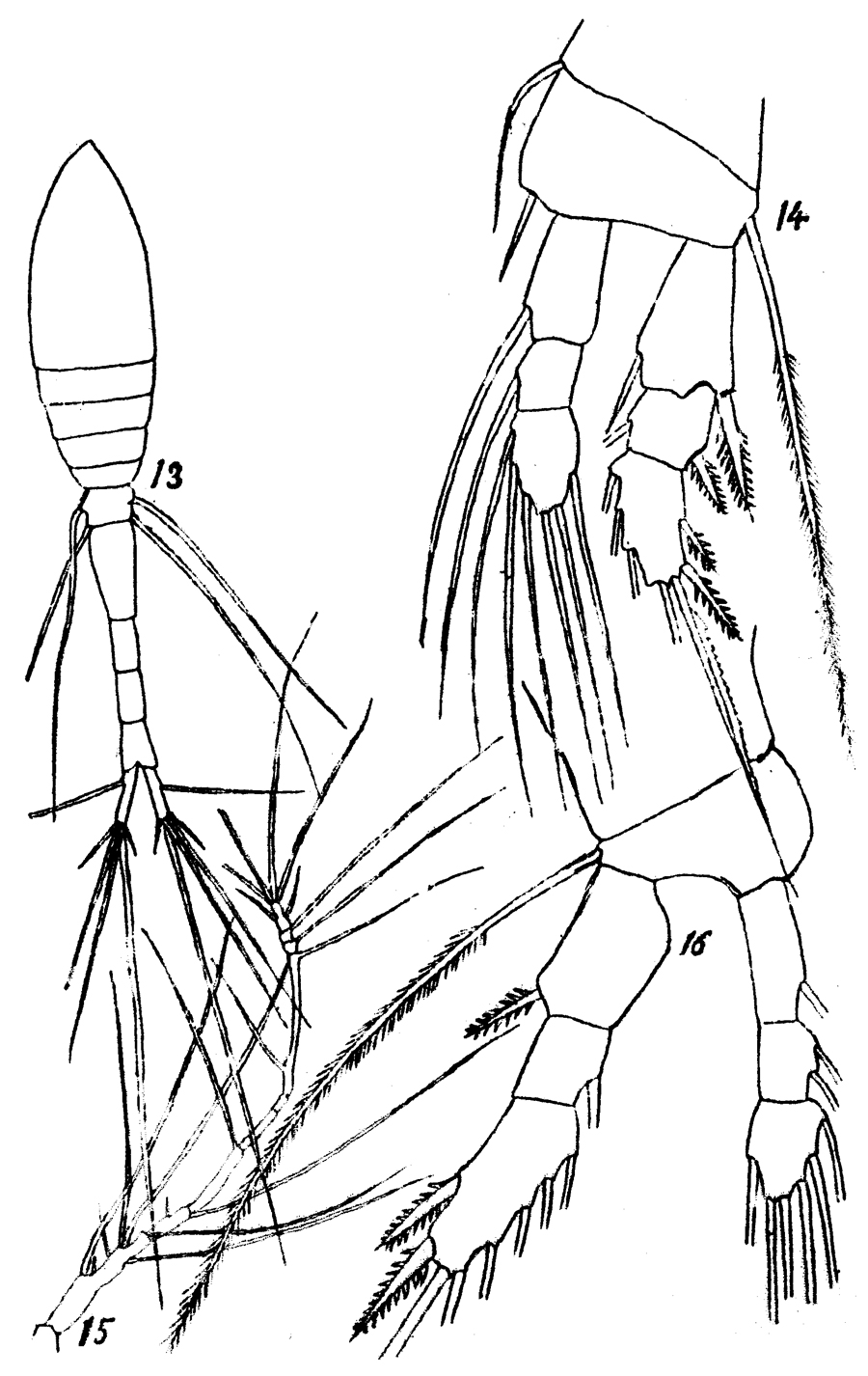 Espce Oithona atlantica - Planche 10 de figures morphologiques