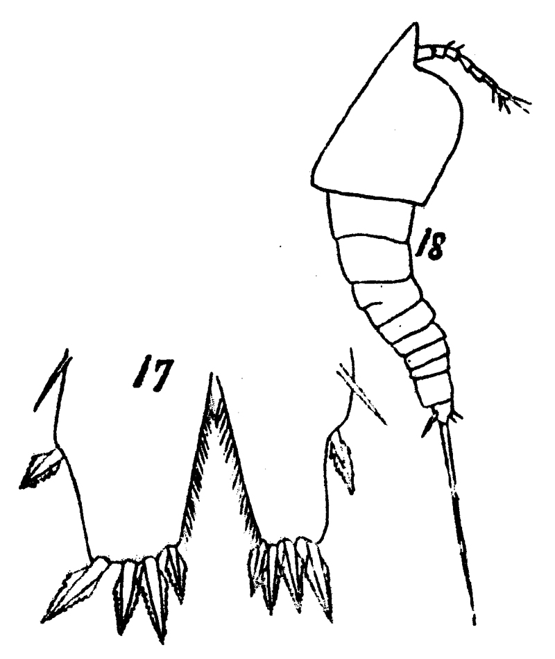 Espce Euterpina acutifrons - Planche 8 de figures morphologiques